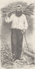 ITALY. Peasant of the mountains of Lucca 1893 old antique print picture