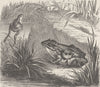 FRANCE. Edible frog (Rana esculenta)  1894 old antique vintage print picture