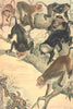 PRIMATES. Macaques 1893 old antique vintage print picture