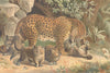 LEOPARDS. Leopards 1893 old antique vintage print picture
