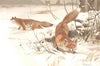 FOXES. Common fox 1893 old antique vintage print picture