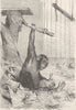PRIMATES. A young chimpanzee 1893 old antique vintage print picture