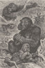 PRIMATES. Gorillas at home 1893 old antique vintage print picture