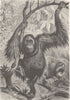 PRIMATES. Orangs in native woods 1893 old antique vintage print picture
