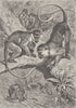 PRIMATES. West African green monkeys 1893 old antique vintage print picture