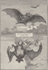 BATS. Hammer-headed bat & naked 1893 old antique vintage print picture