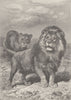 LIONS. Lion and lioness 1893 old antique vintage print picture