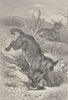 CATS. Caracals hunting 1893 old antique vintage print picture