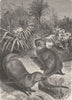 CARNIVORES. Egyptian Mungooses 1893 old antique vintage print picture