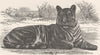 INDIA. The Royal Bengal tiger 1893 old antique vintage print picture