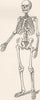 MAMMALS. Human skeleton 1893 old antique vintage print picture