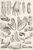 PRIMATES. Hands & feet of apes & monkeys 1893 old antique print picture