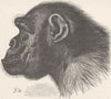 PRIMATES. Side head of chimpanzee Mafuka 1893 old antique print picture