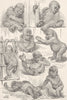 PRIMATES. The young gorilla at play 1893 old antique vintage print picture