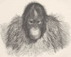 PRIMATES. Head of orang 1893 old antique vintage print picture