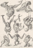 PRIMATES. Young orangs(1-5)& gibbolls(6-8) 1893 old antique print picture
