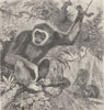 PRIMATES. The white-handed gibbon 1893 old antique vintage print picture