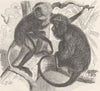 PRIMATES. Ursine Colob & black  1893 old antique vintage print picture
