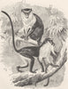 PRIMATES. Mona monkey & Diana  1893 old antique vintage print picture