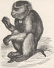 BURMA. The Burmese pig-tailed monkey 1893 old antique vintage print picture