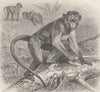 PRIMATES. The bonnet monkey 1893 old antique vintage print picture