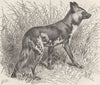 DOGS. Cape hunting-dog 1893 old antique vintage print picture