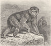 PRIMATES. The Magot 1893 old antique vintage print picture