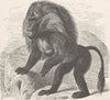 PRIMATES. The Gelada baboon 1893 old antique vintage print picture