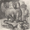 PRIMATES. The Arabian baboon 1893 old antique vintage print picture