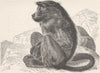 PRIMATES. The chacma baboon 1893 old antique vintage print picture