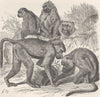 PRIMATES. The yellow baboon 1893 old antique vintage print picture