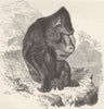 PRIMATES. The mandrill 1893 old antique vintage print picture