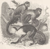 PRIMATES. White-cheeked sapajou, brown, throated 1893 old antique print