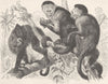 PRIMATES. Horned sapajou & weeper  1893 old antique vintage print picture