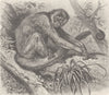 PRIMATES. The woolly spider-monkey 1893 old antique vintage print picture