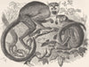 PRIMATES. Common squirrel-monkey  1893 old antique vintage print picture