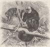 PRIMATES. The white-headed saki 1893 old antique vintage print picture
