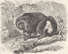 PRIMATES. Humboldt's saki 1893 antique vintage print picture