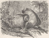 PRIMATES. The bald uakari 1893 old antique vintage print picture
