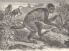 PRIMATES. The black-headed Uakari 1893 old antique vintage print picture