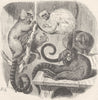 MARMOSETS. Common, Black-tailed, eared 1893 old antique vintage print picture