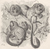 PRIMATES. Silky marmosets 1893 old antique vintage print picture