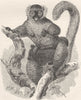 PRIMATES. Female black lemur & young 1893 old antique vintage print picture