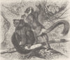 PRIMATES. The black lemur 1893 old antique vintage print picture