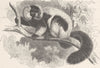 PRIMATES. The ruffed lemur 1893 old antique vintage print picture