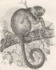 PRIMATES. The gentle lemur 1893 old antique vintage print picture