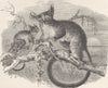 SENEGAL. The Senegal galago 1893 old antique vintage print picture