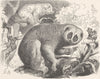PRIMATES. The common loris 1893 old antique vintage print picture