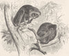 PRIMATES. Slender Loris, waking & sleeping 1893 old antique print picture