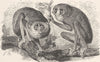 PRIMATES. Slender loris, in waking & sleeping 1893 old antique print picture